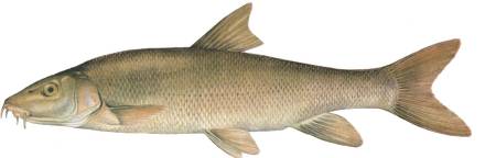 Barbel